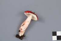 Russula peckii image